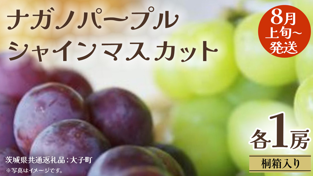 【 桐箱入り 】 ナガノパープル と シャインマスカット (各１房)【2026年8月上旬発送開始】(茨城県共通返礼品：大子町) ぶどう 葡萄 マスカット フルーツ 果物 贈答用 ギフト 贈り物