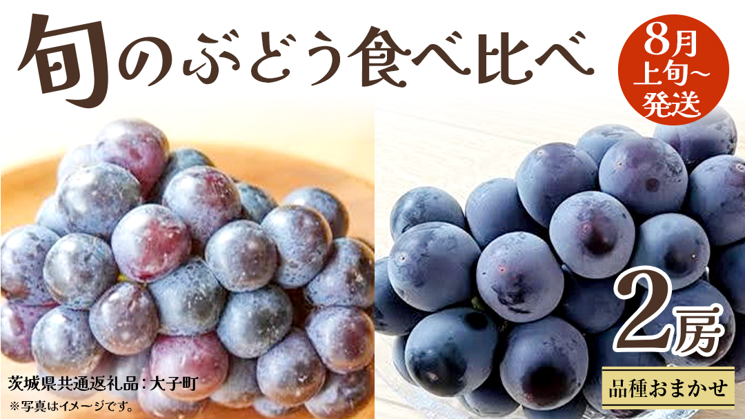 旬な ぶどう 食べ比べ 700g × ２房【2026年8月上旬発送開始】(茨城県共通返礼品：大子町) ぶどう 葡萄 フルーツ 果物 おまかせ お楽しみ