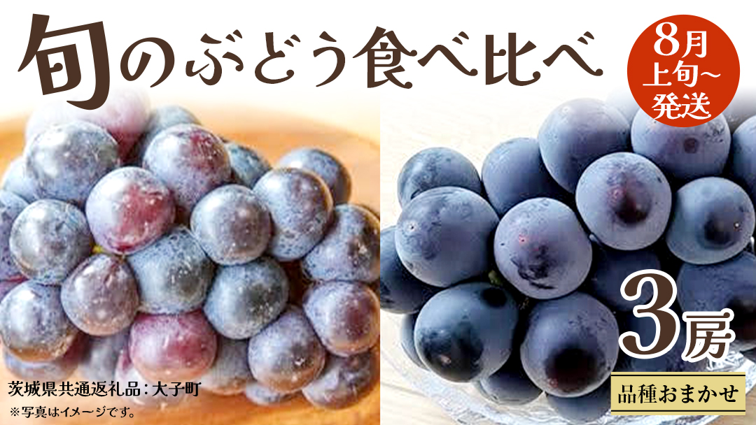 旬な ぶどう 食べ比べ 700g × 3房 【2026年8月上旬発送開始】(茨城県共通返礼品：大子町) ぶどう 葡萄 フルーツ 果物 おまかせ お楽しみ