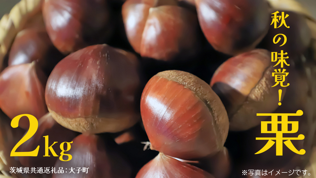 秋の味覚「 栗 」2kg 【2026年9月上旬発送開始】(茨城県共通返礼品：大子町) くり マロン 果物 スイーツ モンブラン 栗きんとん 生栗 焼き栗 甘栗