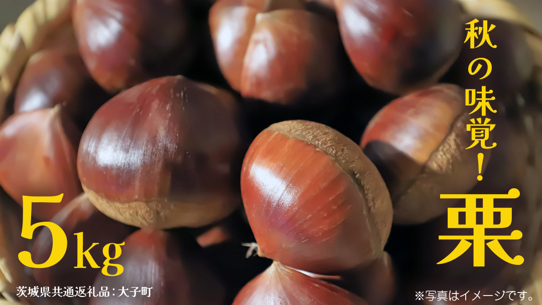 秋の味覚「 栗 」5kg【2026年9月上旬発送開始】(茨城県共通返礼品：大子町) くり マロン 果物 スイーツ モンブラン 栗きんとん 生栗 焼き栗 甘栗