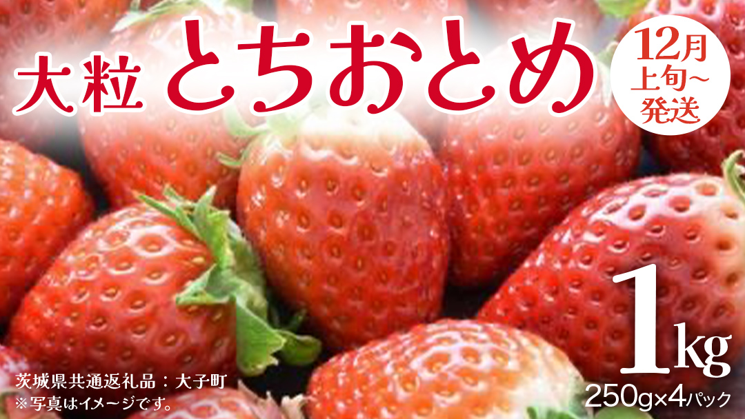 とちおとめ 大粒 250g（8～12粒）×4パック【2025年12月上旬発送開始】(茨城県共通返礼品：大子町) いちご 苺 果物 フルーツ 果実