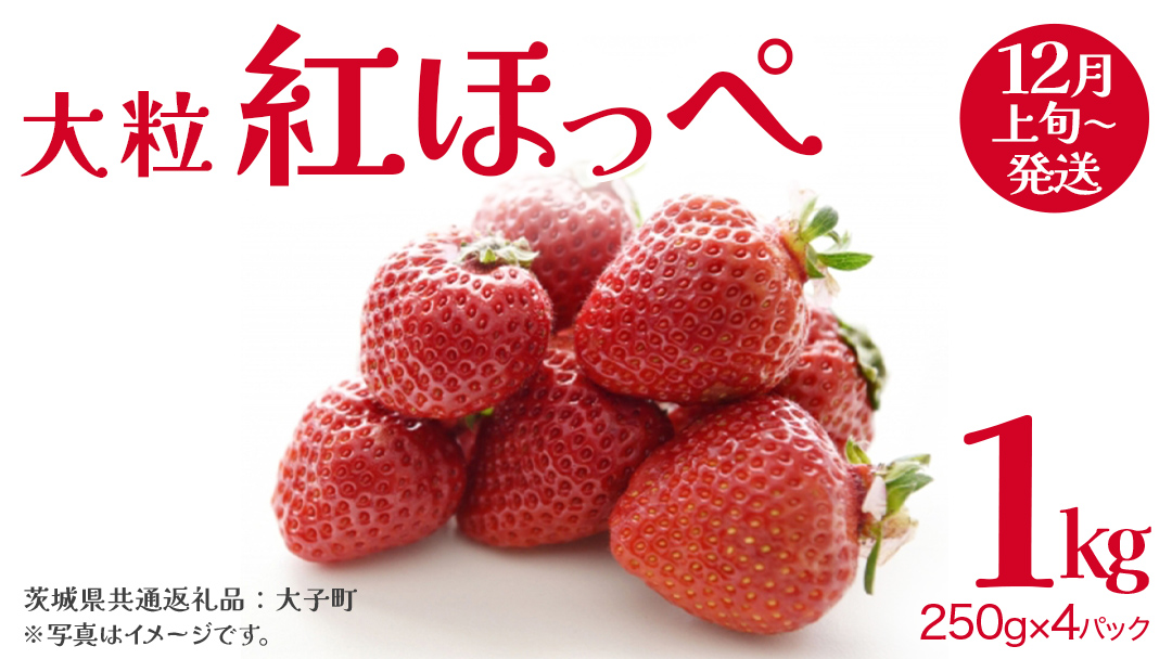紅ほっぺ 大粒 250g（8～12粒）×4パック【2025年12月上旬発送開始】(茨城県共通返礼品：大子町) いちご 苺 果物 フルーツ 果実