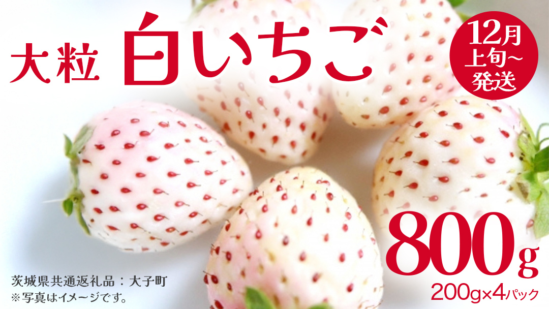 白いちご 大粒 200ｇ（8～12粒）×4パック【2025年12月上旬発送開始】(茨城県共通返礼品：大子町) いちご 苺 果物 フルーツ 果実