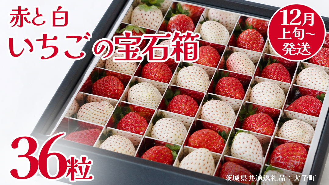 赤いちご と 白いちご の宝石箱36粒【2025年12月上旬発送開始】(茨城県共通返礼品：大子町)　いちご 苺 果物 フルーツ 果実