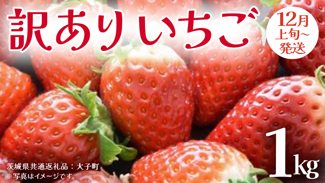 訳あり いちご 1kg【2025年12月上旬発送開始】(茨城県共通返礼品：大子町) 苺 果物 フルーツ 果実 ご家庭用