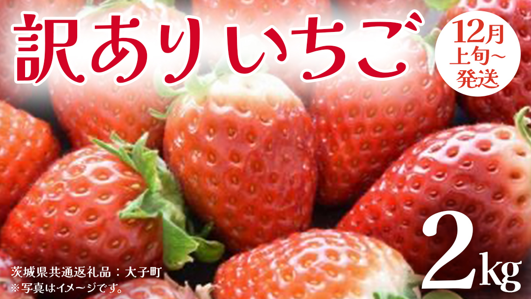 訳あり いちご 2kg【2025年12月上旬発送開始】(茨城県共通返礼品：大子町) 苺 果物 フルーツ 果実 ご家庭用