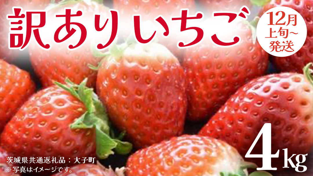 訳あり いちご 4kg【2025年12月上旬発送開始】(茨城県共通返礼品：大子町) 苺 果物 フルーツ 果実 ご家庭用