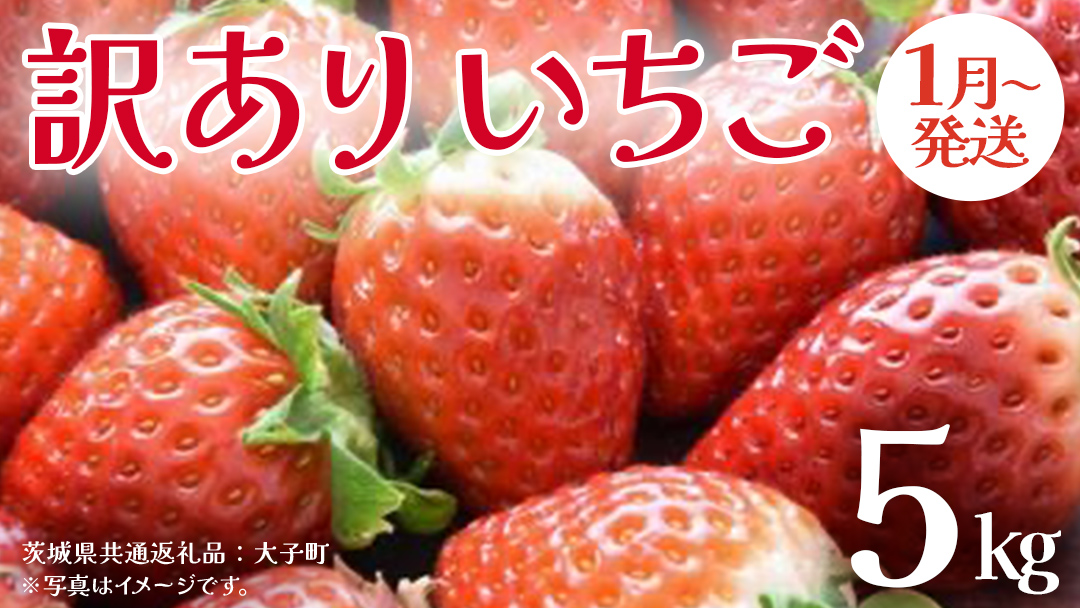訳ありいちご 5kg【2026年1月発送開始】(茨城県共通返礼品：大子町) 苺 果物 フルーツ 果実 ご家庭用