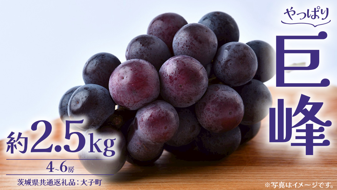 巨峰 2.5kg (4～6房)【2026年8月下旬発送開始】(茨城県共通返礼品：大子町) ぶどう 葡萄 ブドウ フルーツ 果物 スイーツ
