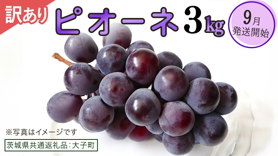 【 訳あり 】 ピオーネ 3kg 【2026年9月発送開始】(茨城県共通返礼品：大子町) ブドウ ぶどう 葡萄 ピオーネ 果物 フルーツ 果実 ワケあり ご自宅用 ご家庭用 自分用