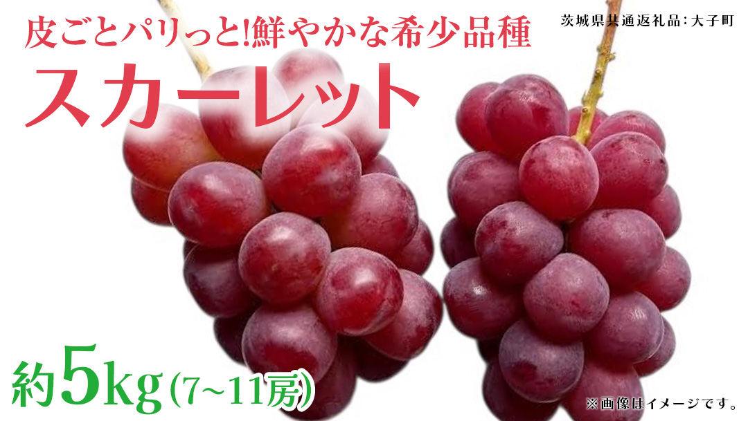 スカーレット 5kg 【2026年7月上旬発送開始】(茨城県共通返礼品：大子町) スカーレット ぶどう ブドウ 葡萄 皮ごと 希少種 フルーツ 赤い シャインマスカット 血統 贈答用 旬果