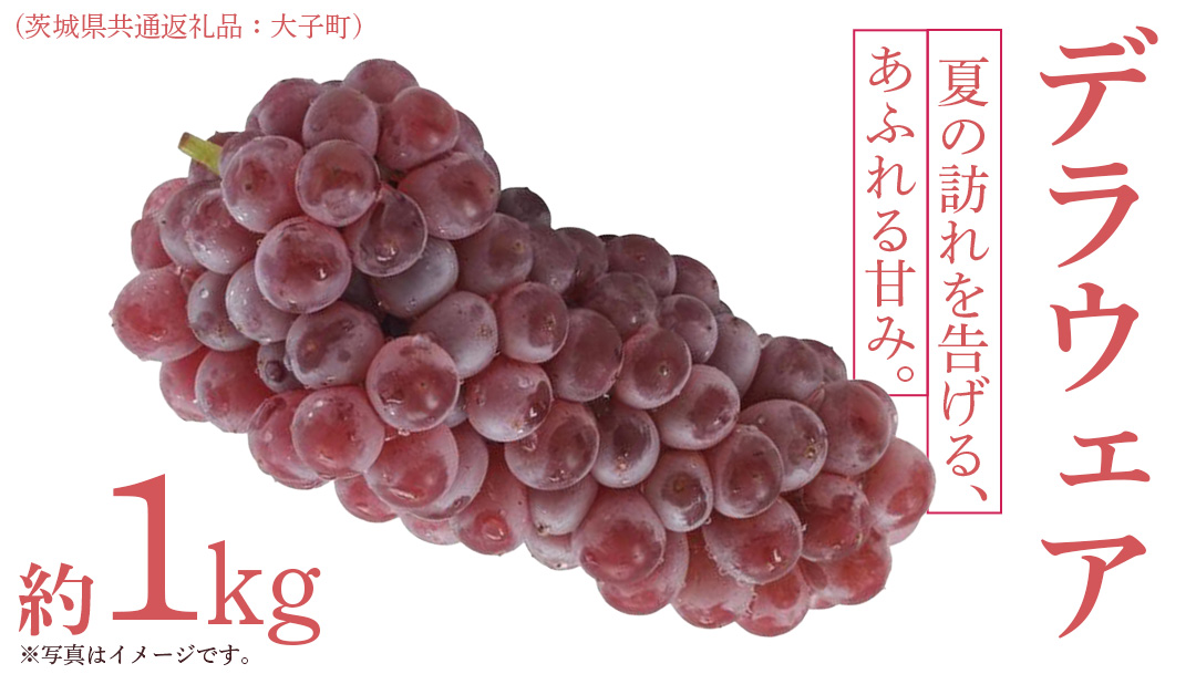 デラウェア 1kg 【 2026年6月発送開始 】 (茨城県共通返礼品：大子町) デラウェア ぶどう ブドウ 葡萄 完熟 種無し フルーツ 旬果