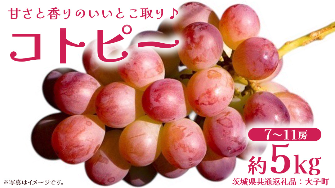 コトピー 5kg 【2026年8月下旬発送開始 】 (茨城県共通返礼品：大子町) コトピー ぶどう ブドウ 葡萄 皮ごと 赤い シャインマスカット 新品種 フルーツ 旬果