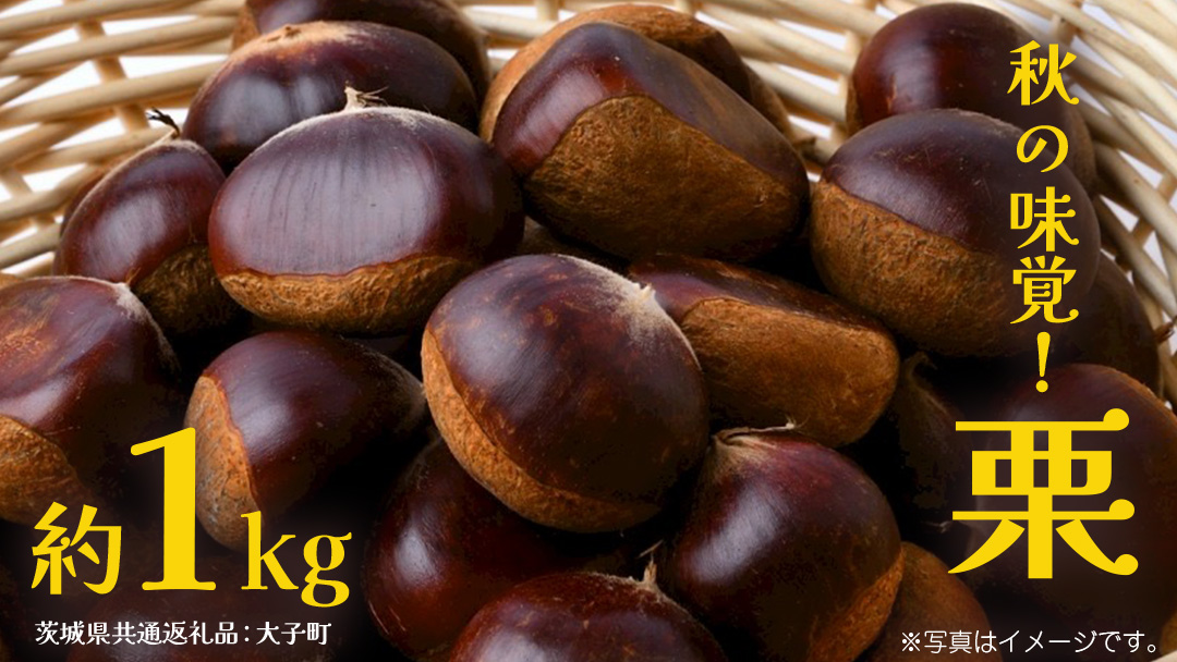 栗 1kg 【2026年9月上旬発送開始】(茨城県共通返礼品：大子町) くり マロン 果物 スイーツ モンブラン 栗きんとん 生栗 焼き栗 甘栗