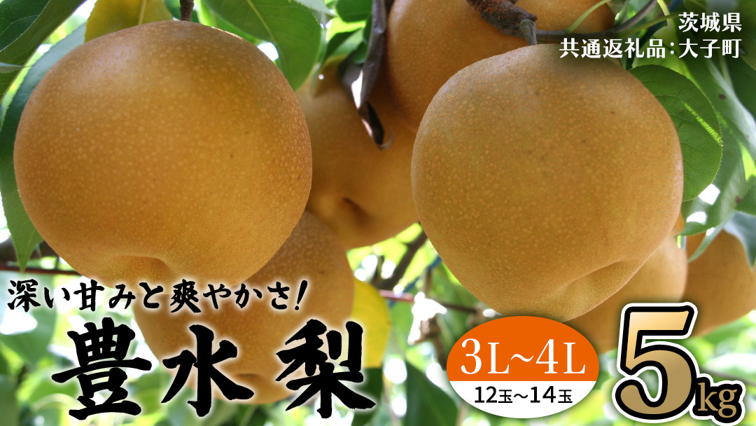 茨城県産 梨 豊水 サイズ おまかせ （ 3L～4L ） 5kg （ 12～14玉 ） 【2026年9月上旬発送開始】 (茨城県共通返礼品：大子町) 梨 なし ナシ 果物 くだもの 季節 フルーツ デザート 旬果