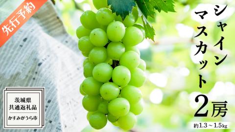 《 先行予約 》 シャインマスカット 2房 約 1.3 ～ 1.5kg （ 茨城県共通返礼品： かすみがうら市 ）【 2024年 9月発送 】 フルーツ 果物 マスカット ぶどう 葡萄 ブドウ 旬