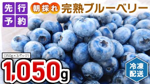 ≪先行予約≫ 冷凍 完熟 ブルーベリー 1,050g( 350g × 3パック ) [ 2024年 6月中旬頃より発送開始 ] 数量限定 ベリー 甘い 甘酸っぱい 完熟 新鮮 フルーツ 果物