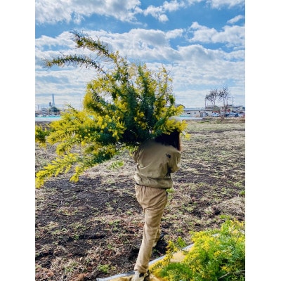 (3月発送)ミモザのバスケットアレンジ【限定品】おしゃれなお花をインテリア・壁飾り・プレゼント に!【配送不可地域：離島】