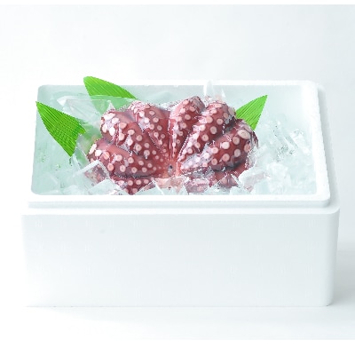 あ印のうま味凝縮製法　蒸したこ　丸々1匹【配送不可地域：離島・沖縄県】