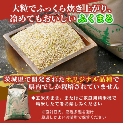 【先行予約・9月以降順次発送】令和7年　ひたちなか市産　ふくまる(玄米)10kg×1袋
