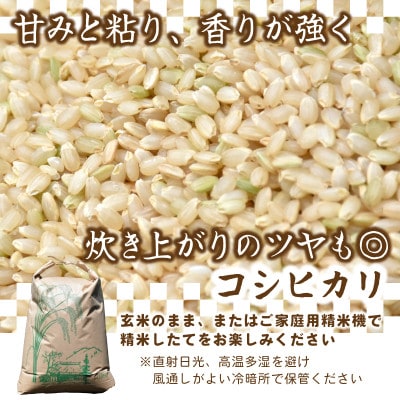 【先行予約・9月以降順次発送】新米　令和7年　ひたちなか市産　コシヒカリ(玄米)10kg×1袋