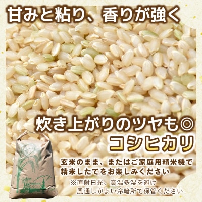 【先行予約・9月以降順次発送】令和7年ひたちなか市産　コシヒカリ(玄米)　5kg×1袋