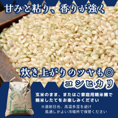 【先行予約・9月以降順次発送】令和7年ひたちなか市産　コシヒカリ(玄米)【10kg】