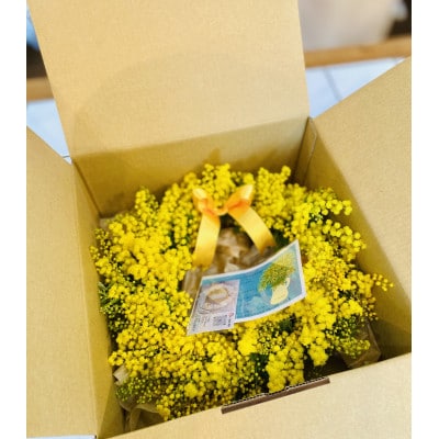 (3月発送)大きな木から作ったミモザのリース【限定品】おしゃれなお花をインテリア壁飾りプレゼントに!【配送不可地域：離島】