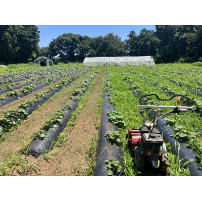干しいも  せっこう 400g　☆甘み最強ツウ好み☆