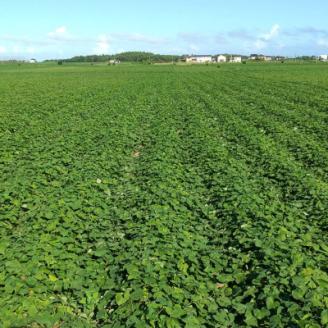 【新物】2月以降発送　ヒロファームの干しいも　1kg×2袋　平干し　べにはるか　茨城県ひたちなか産