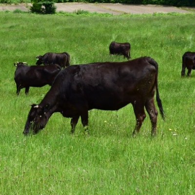常陸牛(ひたちぎゅう)ロースA5ランク500g【配送不可地域：離島】