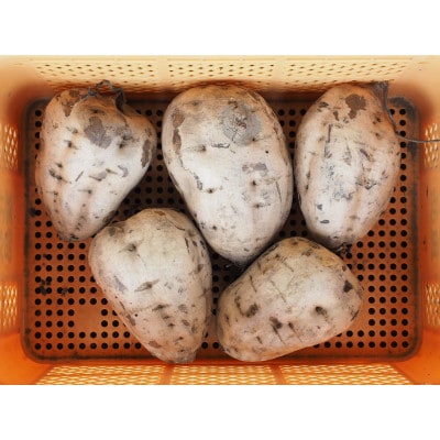 まわる干しいも1〈たまゆたか焼酎〉