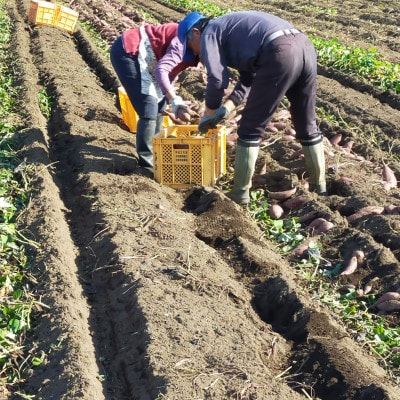 【2kg】ほしいも平干し『紅はるか』バラ詰め