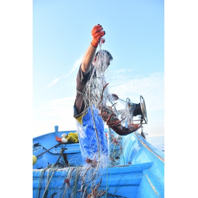 常陸乃国いせ海老 1尾(600～700g) 冷凍【配送不可地域：離島】