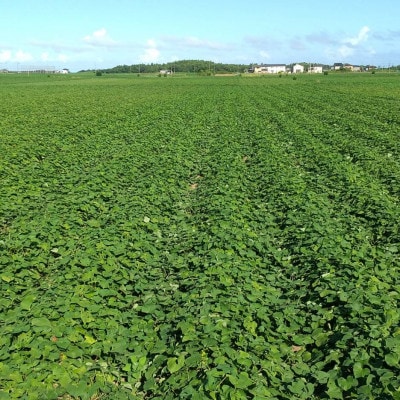 【新物】2月以降発送　ヒロファームの干しいも　平干し850g×1袋　べにはるか　茨城県ひたちなか産