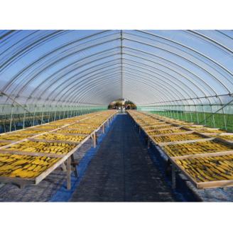 【新物】2月以降発送　ヒロファームの干しいも　1kg×2袋　平干し　べにはるか　茨城県ひたちなか産