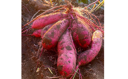 【ほしいも三ツ星生産者】清勝農園 干し芋 紅はるか2Kg