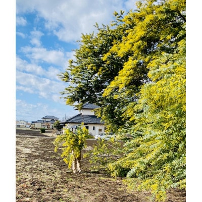 (3月発送)大きな木から作ったミモザのリース【限定品】おしゃれなお花をインテリア壁飾りプレゼントに!【配送不可地域：離島】