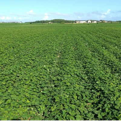 【訳あり】ヒロファームの茨城県ひたちなか産べにはるか　干しいも　切り落とし　400g×2袋