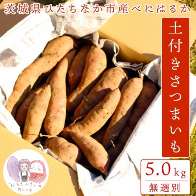 【先行受付/11月下旬～発送】(訳あり)茨城県産 熟成貯蔵 さつまいも 紅はるか 土付5kg(箱込)