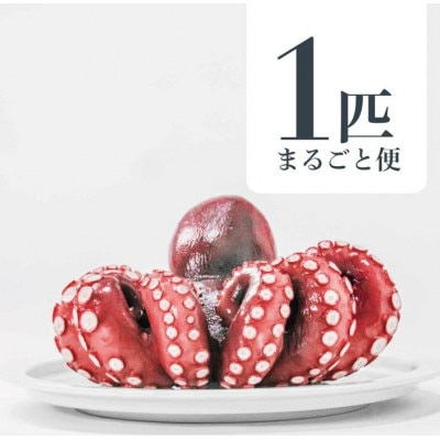 MarkAプレミアム蒸したこ1尾【配送不可地域：離島・沖縄県】