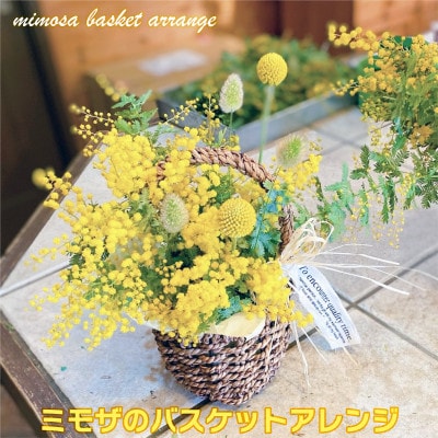 (3月発送)ミモザのバスケットアレンジ【限定品】おしゃれなお花をインテリア・壁飾り・プレゼント に!【配送不可地域：離島】