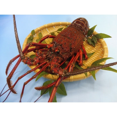 常陸乃国いせ海老 1尾(600～700g) 冷凍【配送不可地域：離島】