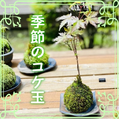 【先行受付・5月以降順次発送】季節の手作りコケ玉　インテリアやプレゼントにもピッタリ