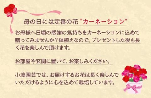 色とりどりのカーネーション（5号鉢）3色セット 母の日　花　プレゼント（KAQ-1）