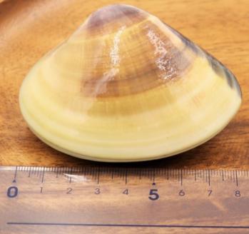 鹿島灘大玉蒸しはまぐり６個入り　ギフト用【蒸し　蛤　はまぐり　ハマグリ　大玉　海産物　産地直送　送料無料　お取り寄せ　お取り寄せグルメ　グルメ　酒のつまみ　おつまみ　ご飯のお供】（KK-7）