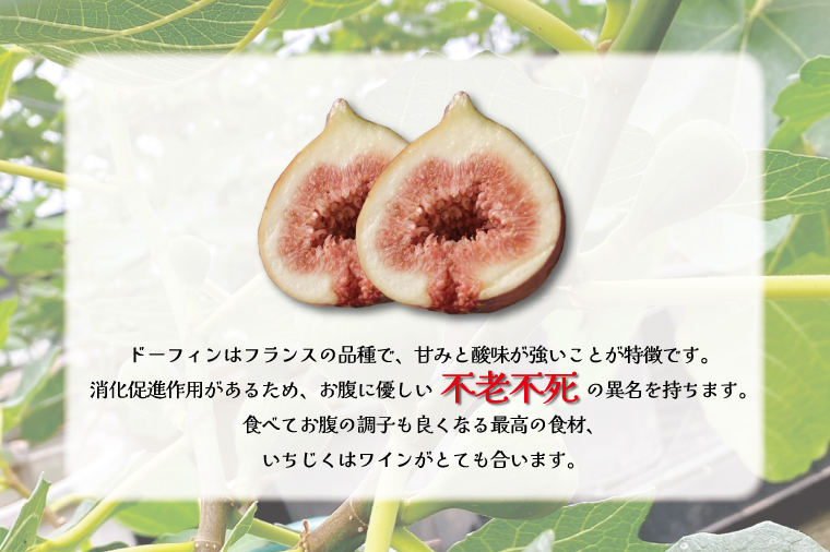 イチジク苗木 3年物【なえぎ 観葉 植物 いちじく 自宅 ポット ドーフィン 茨城県 鹿嶋市】（KAE-9）