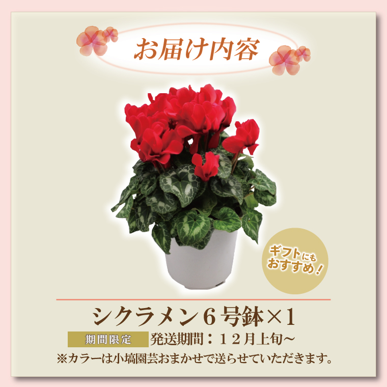 【数量限定】シクラメン【6号鉢】1鉢 花 鉢植え 鉢花  ギフト お祝い 贈答品 インテリア 庭 ガーデン（KAQ-3）