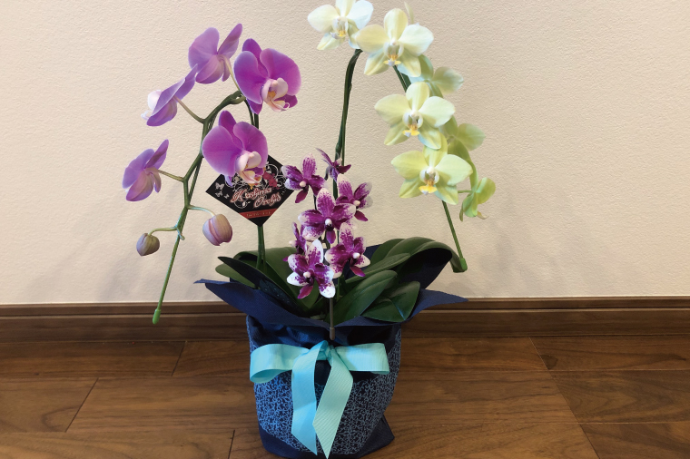 花農家応援企画！！おまかせミニ胡蝶蘭（3本寄せ）【お花 花 コチョウラン 胡蝶蘭 蘭 ラッピング 贈り物 プレゼント 誕生日 お祝い 誕生日 母の日 父の日 敬老の日 鹿嶋市 茨城県】（KAR-10）